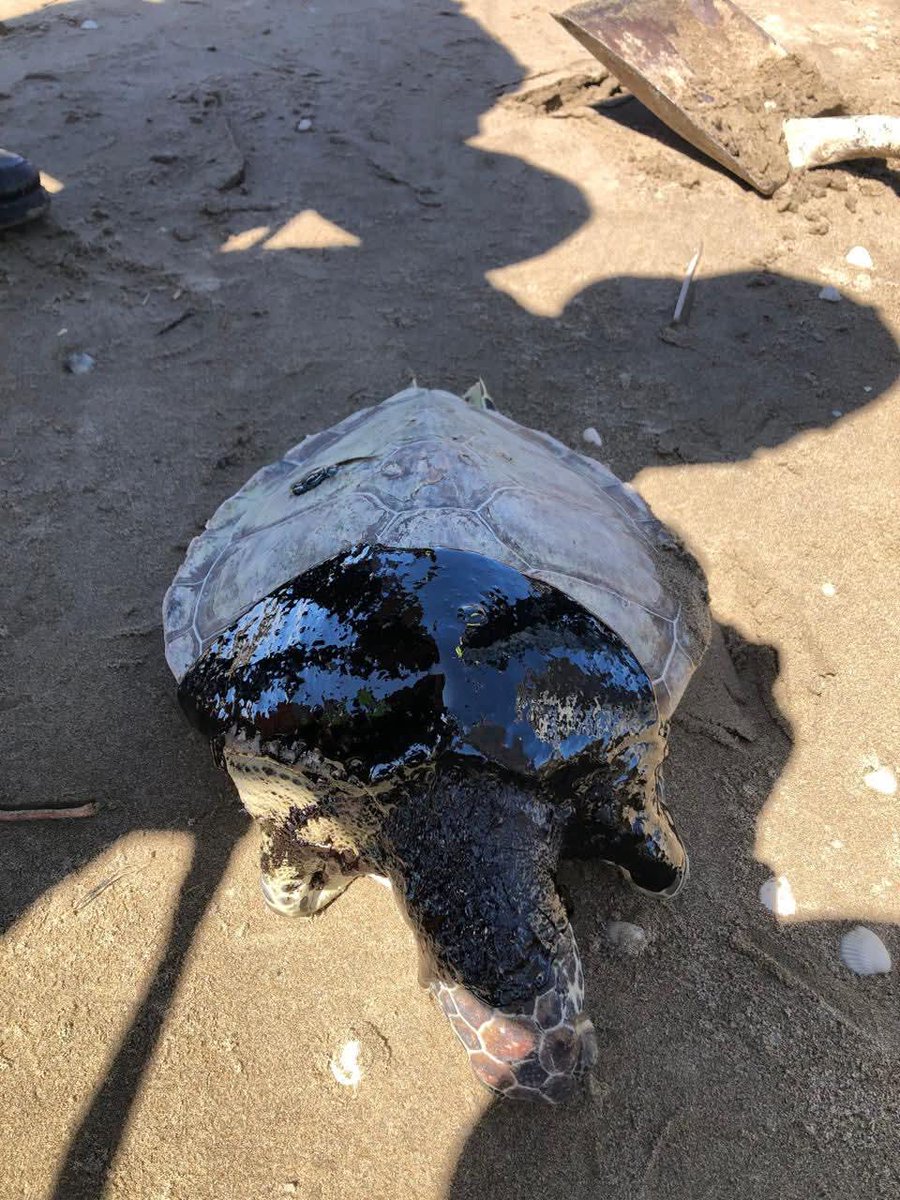 Playa Riviera tweet media