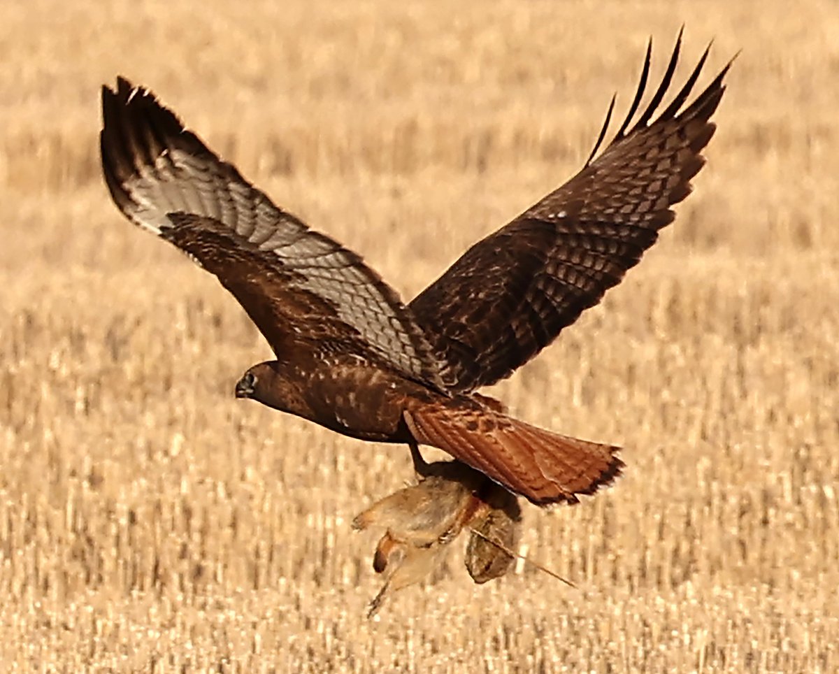 BGMayer's tweet photo. A red-tailed hawk carries a black-tailed prairie dog from a field near Billings, Montana. https://t.co/bCOu3CtPd2