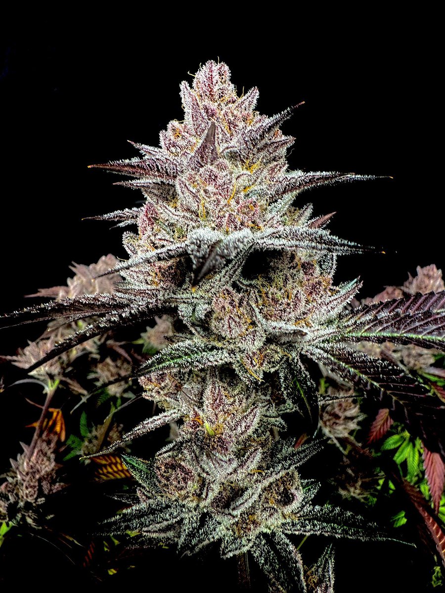 Blaise Genetics tweet media