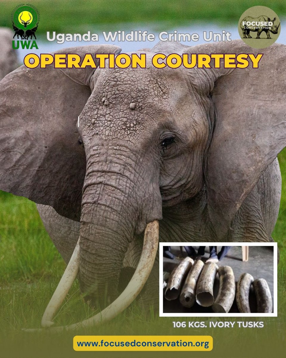 FocusedConserve's tweet image. Operation Courtesy: Over 100 kg of ivory seized in Uganda.

The Uganda Wildlife Crime Unit, mentored by Focused Conservation, continues to disrupt trafficking networks. Yet the illegal ivory trade persists.

#focusedconservation #UWA #poaching
Read more: focusedconservation.org/2026/03/21/ope…
