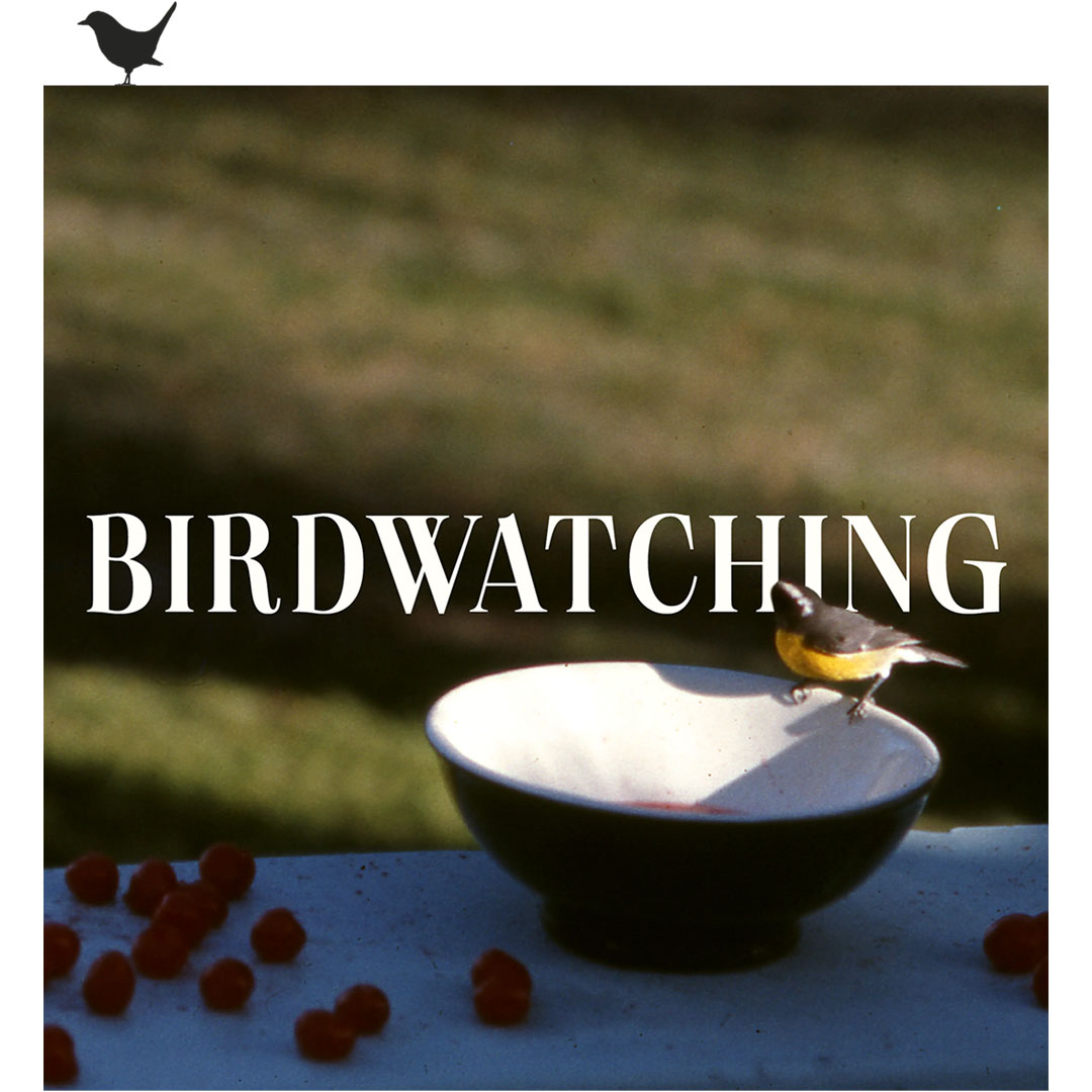 The Beatle BR 🍏♟️ tweet media