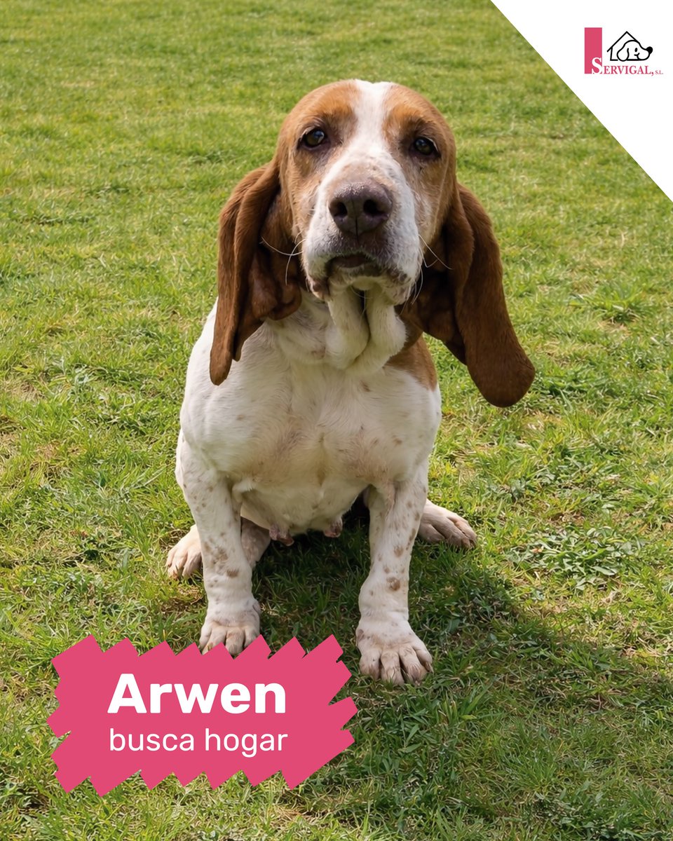 SOS Abuelos tweet media