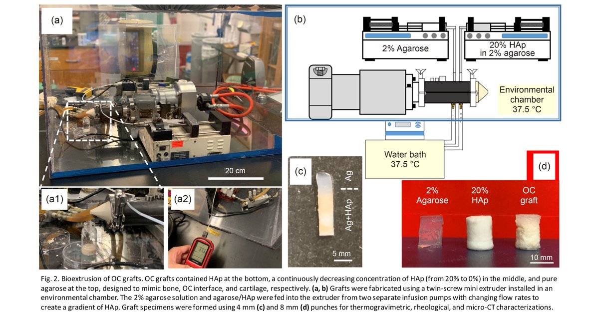 BioDesignManuf's tweet photo. Bioextrusionof hydrogels with controlled mineral gradients for regenerative engineering of osteochondral interfaces

Learn more: https://t.co/pGJrDQY4Hi https://t.co/nZtntjyWtz