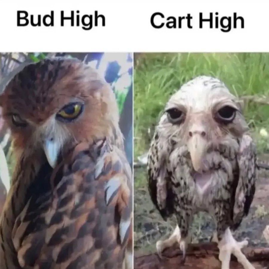 things that i smoke weed to tweet media