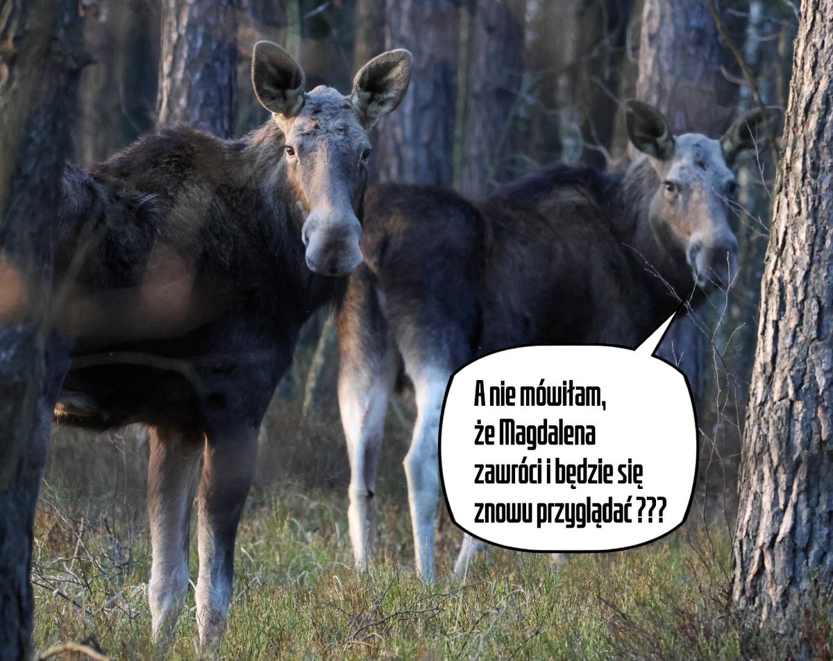 ciekawość świata tweet media