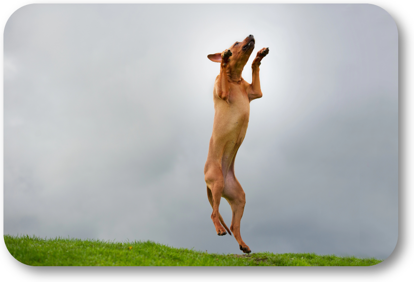 NoGaDogTraining's tweet photo. How Can I Correct My Dog’s Habit of Jumping Up? Jumping is often caused by inappropriate actions taught when young. #dogtraining #dogtrainer #dogtrainingnearme #homedogtraining #obediencetraining https://t.co/VcyFAYi4m2 https://t.co/9RghKDbhRX