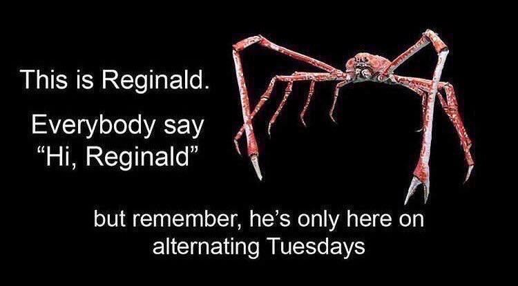 EveryReginald's tweet photo. Hello!! Just as a reminder, this account is a safe space and please piss off if you are a bigot 🏳️‍🌈🏳️‍⚧️🦀 Feels relevant to bring up with recent developments in the world. Have a splendid alternating Tuesday my little Reggies 🫶 https://t.co/1aLz4aH1WK