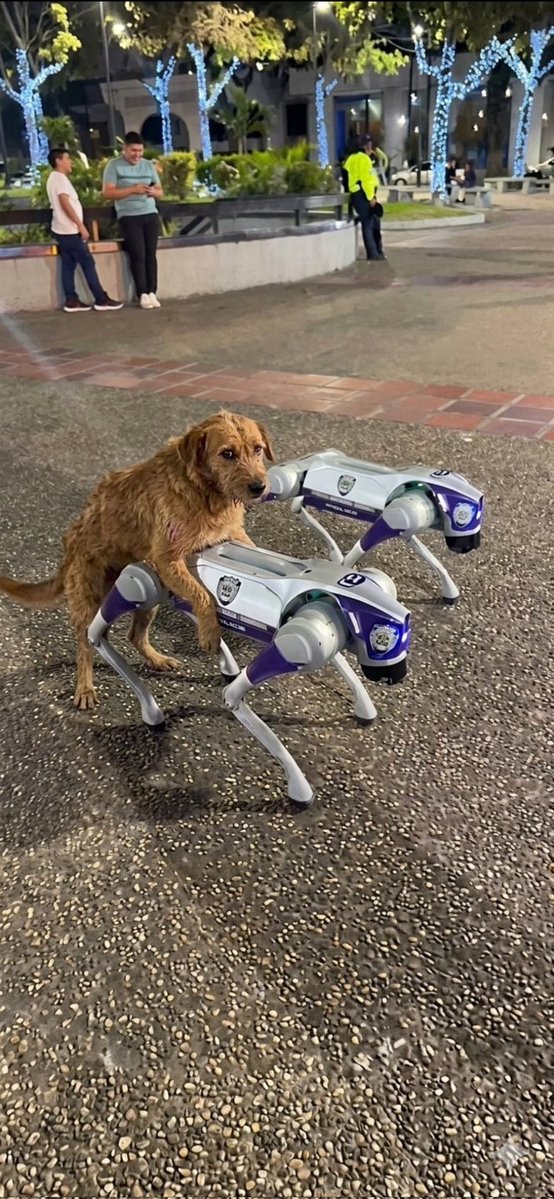 K Lucas⭐️🇦🇷 tweet media