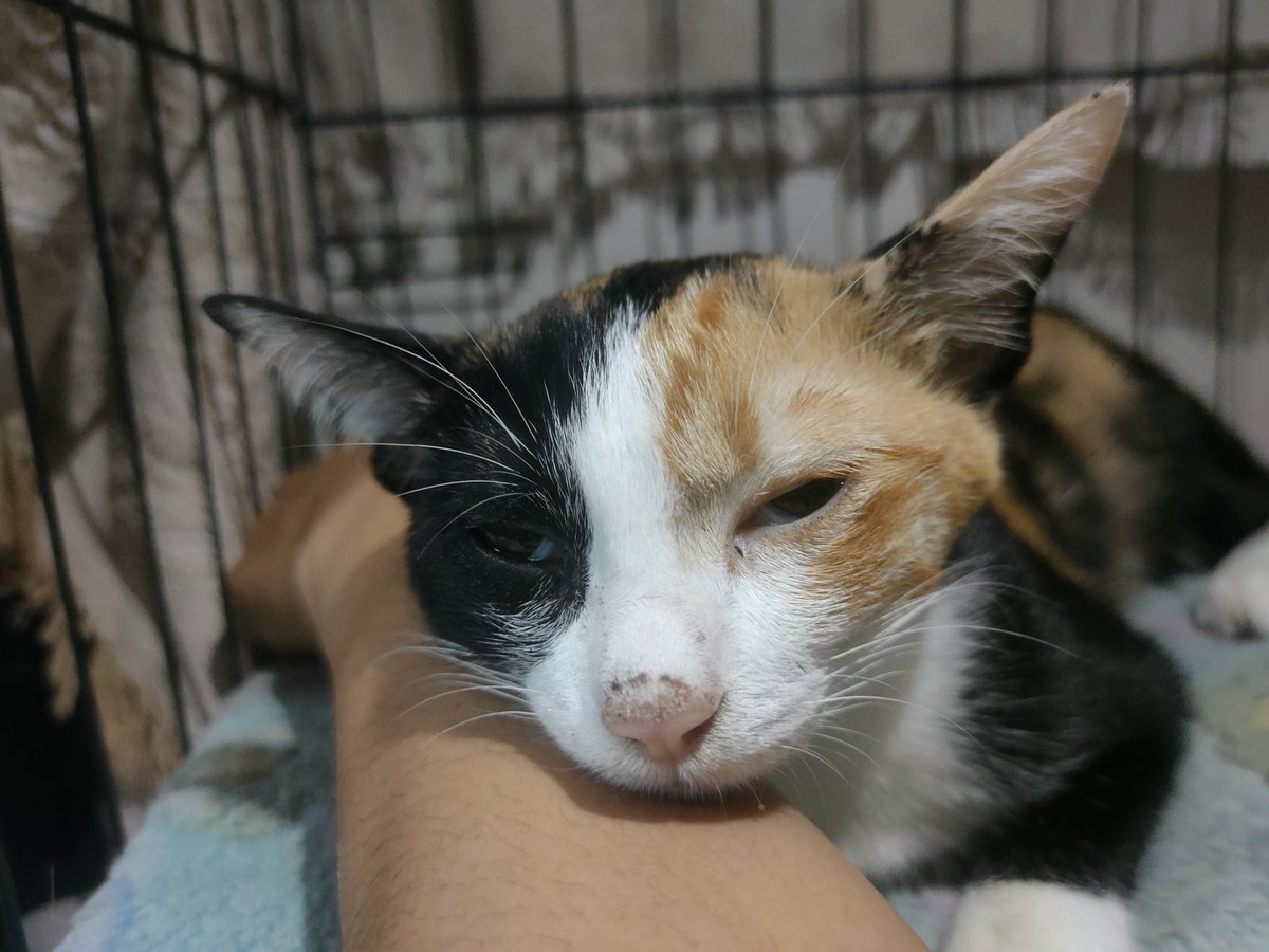 ไม่ควรมีแมวตัวไหนบนโลกใบนี้ต้องมาเป็นแมวจร tweet media