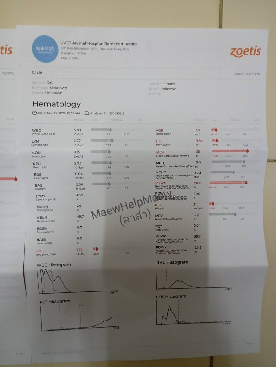 ไม่ควรมีแมวตัวไหนบนโลกใบนี้ต้องมาเป็นแมวจร tweet media