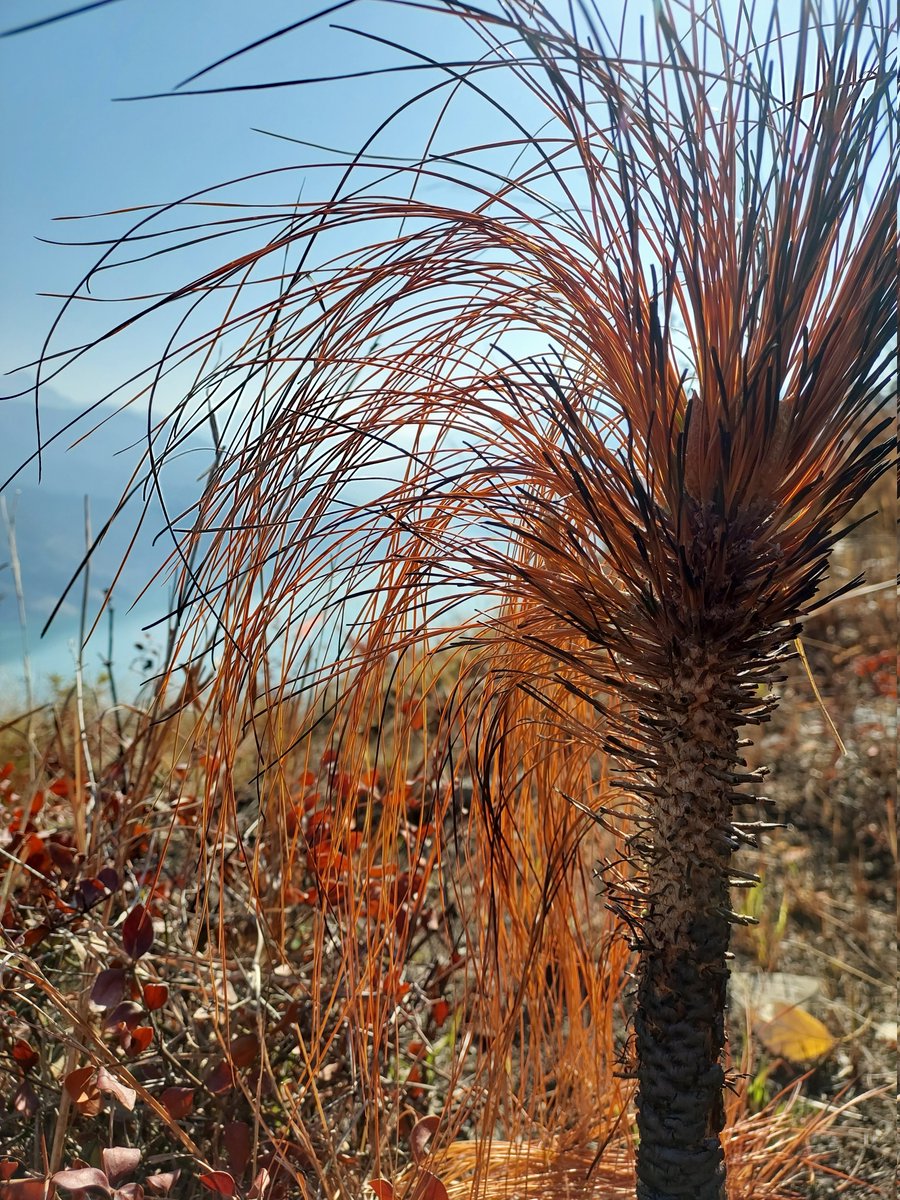 Nature Lover tweet media