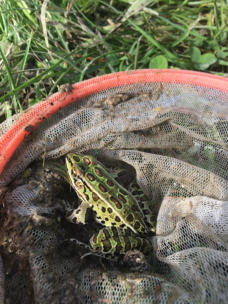 King Township tweet media