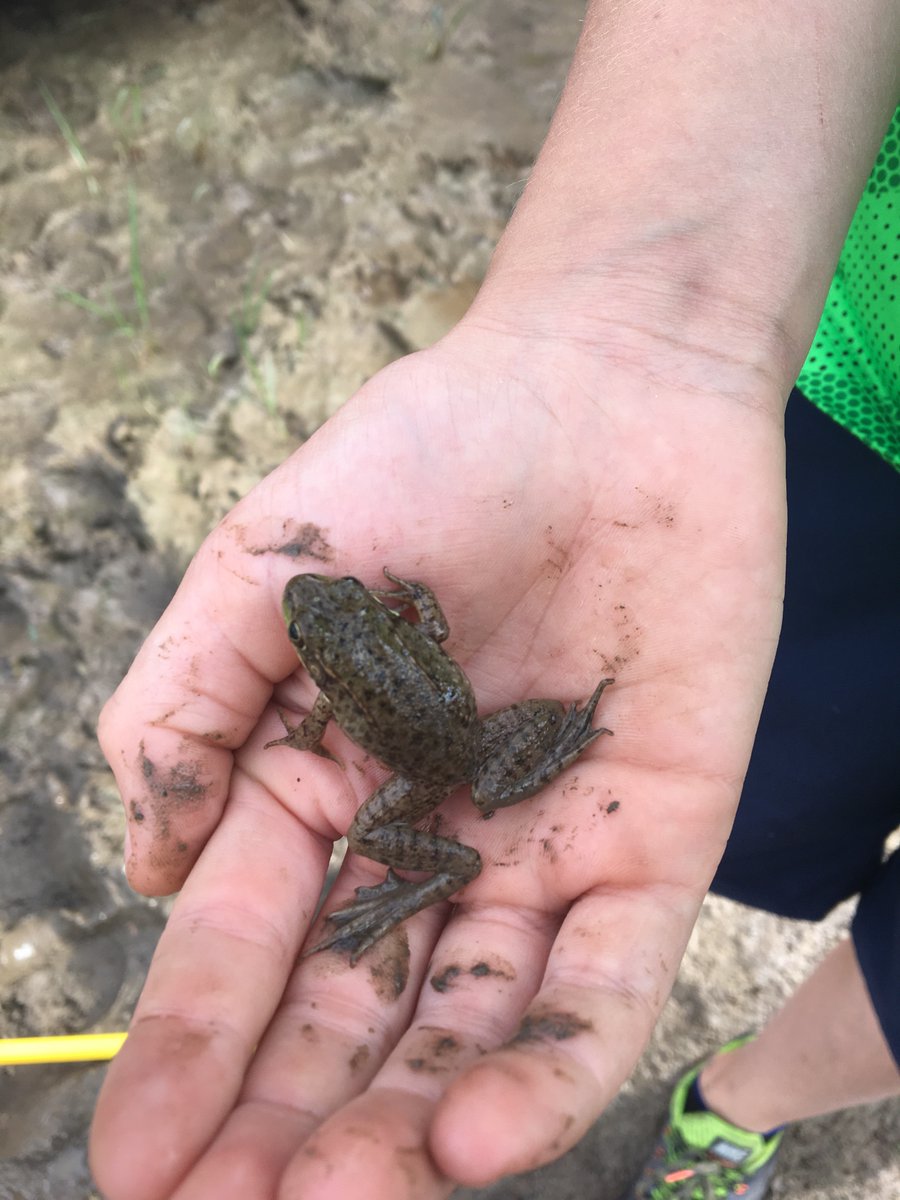 King Township tweet media