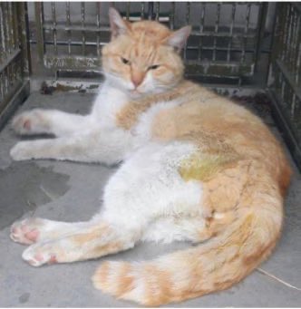 🆘緊急🆘#収容猫
🆘#傷病収容🚑#負傷猫🚨
公表期限3/25(水)
3/13(金)#茨城県 #結城市 #結城 
♀#茶白猫
📲茨城県動物指導センター🙇🏻‍♂️
#迷い猫 #迷子猫 #保護猫 #猫 #ネコ #ねこ #白茶猫 #茶トラ #トラ猫 #真岡市 #下野市 #小山市 #栃木県 #筑西市 #古河市 #東結城 #小田林 #健田須賀神社 #鹿窪運動公園