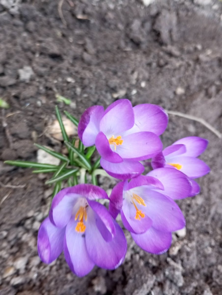 CsurkoE's tweet photo. Krókusz virágom a kertemben. Nekem nagyon szép! https://t.co/VHemfwxMAY