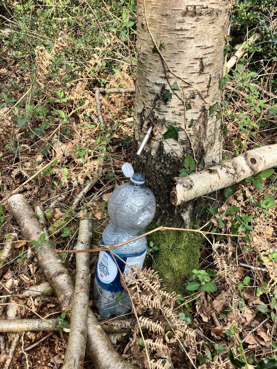 HollybankWoods's tweet photo. Tapping Birch trees is NOT permitted. It is considered vandalism and damaging to the woodlands assets - tree stock. All artefacts related to this activity will be destroyed. Anyone with further information contact: hollybankwoods@forestofbere.org.uk #vandalsim #damage #birch https://t.co/FPJpjSFaYR