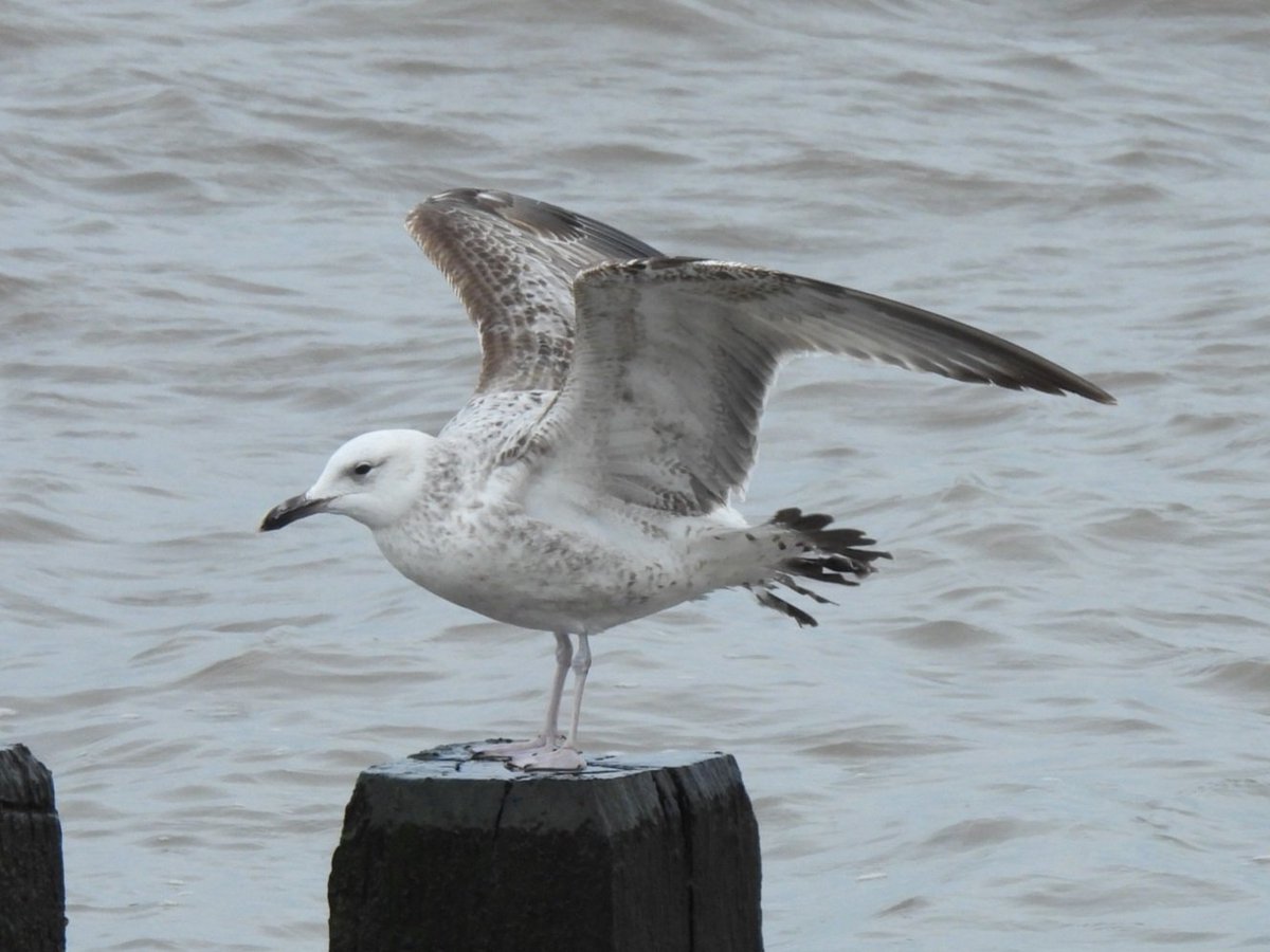 Mark Clements tweet media