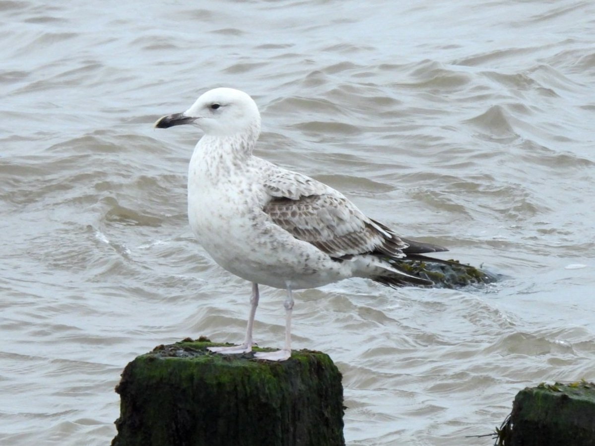 Mark Clements tweet media