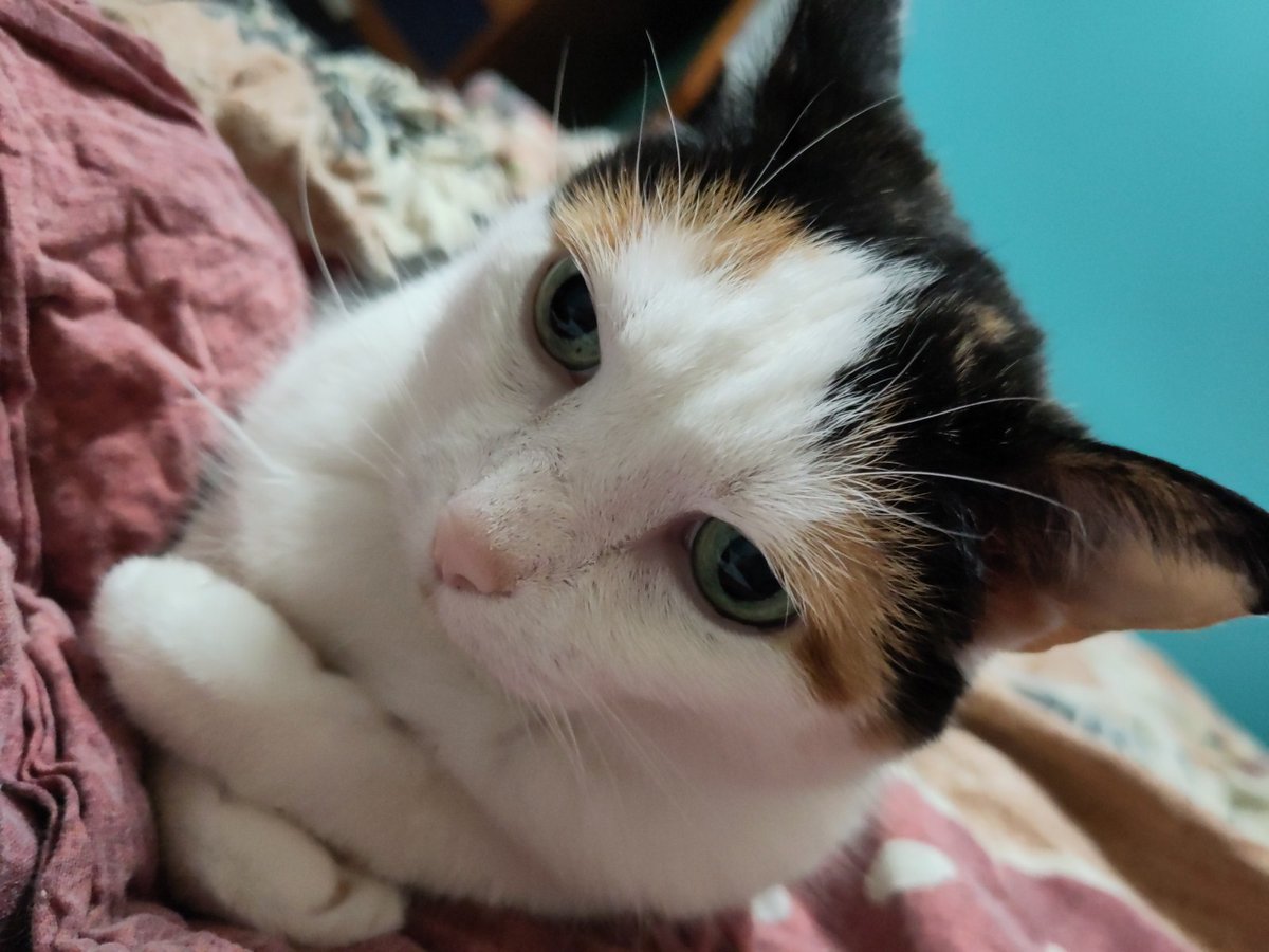 Isabelle CHIVILO tweet media