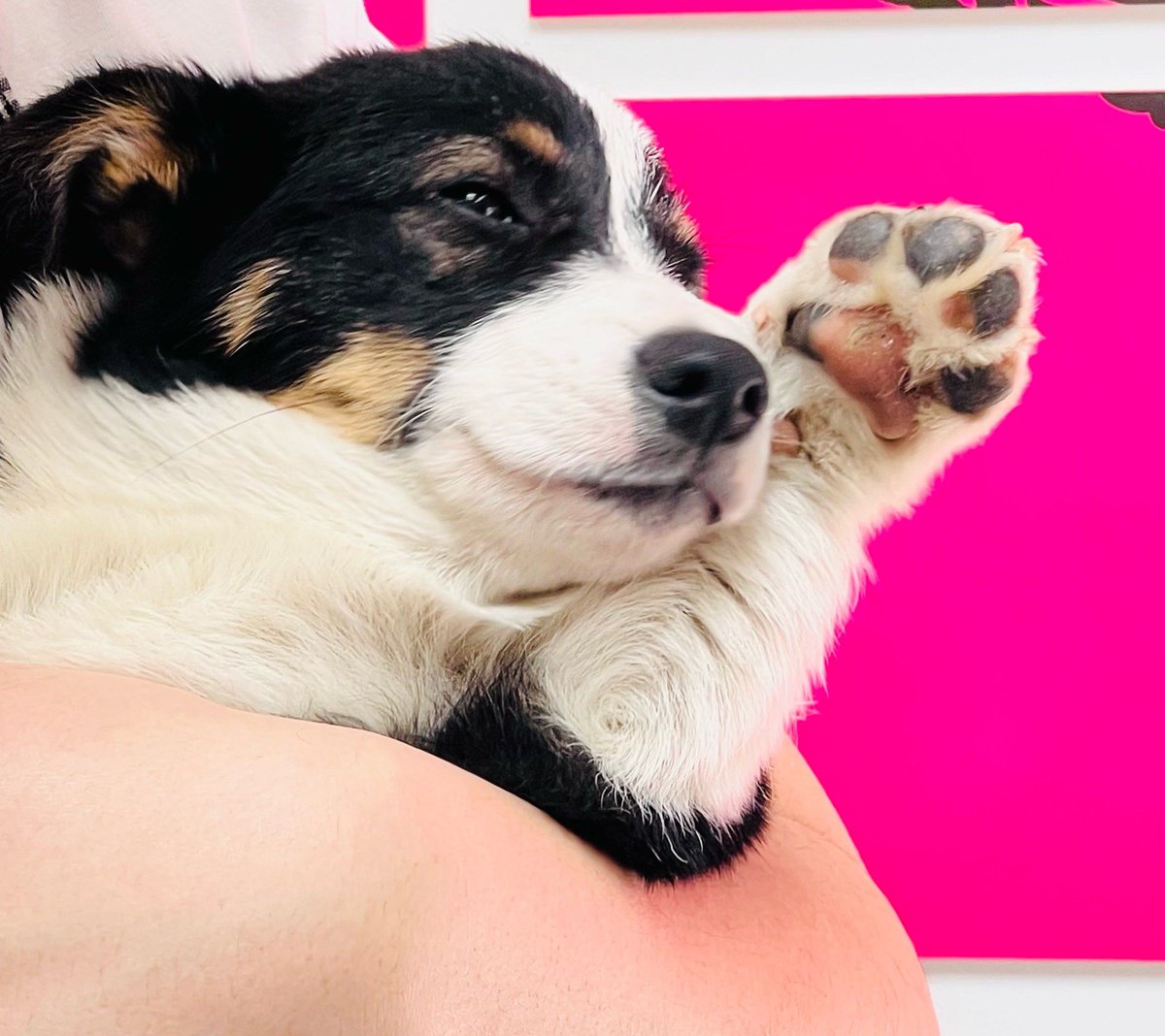 Luis Sousa tweet media