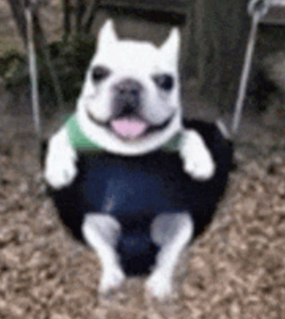 ella wille 🌻 tweet media