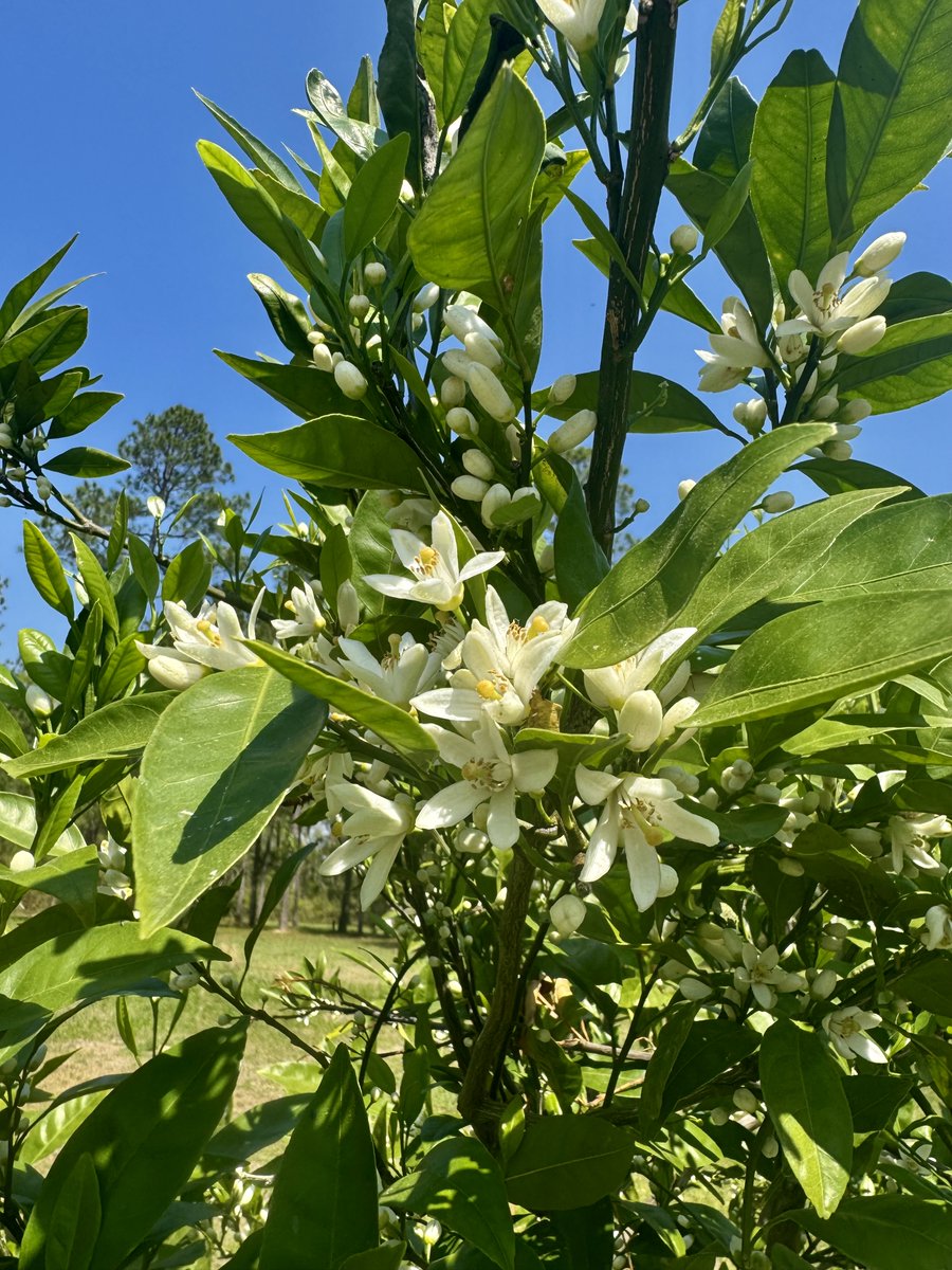 Florida Orange Blossoms, 77°F . There is no climate emergency.