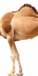 أ.د.فهد الخضيري tweet media