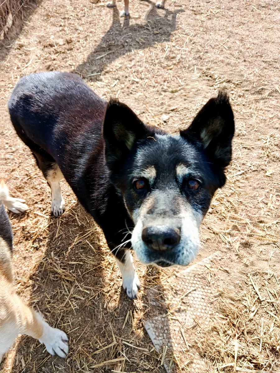 SOS Abuelos tweet media