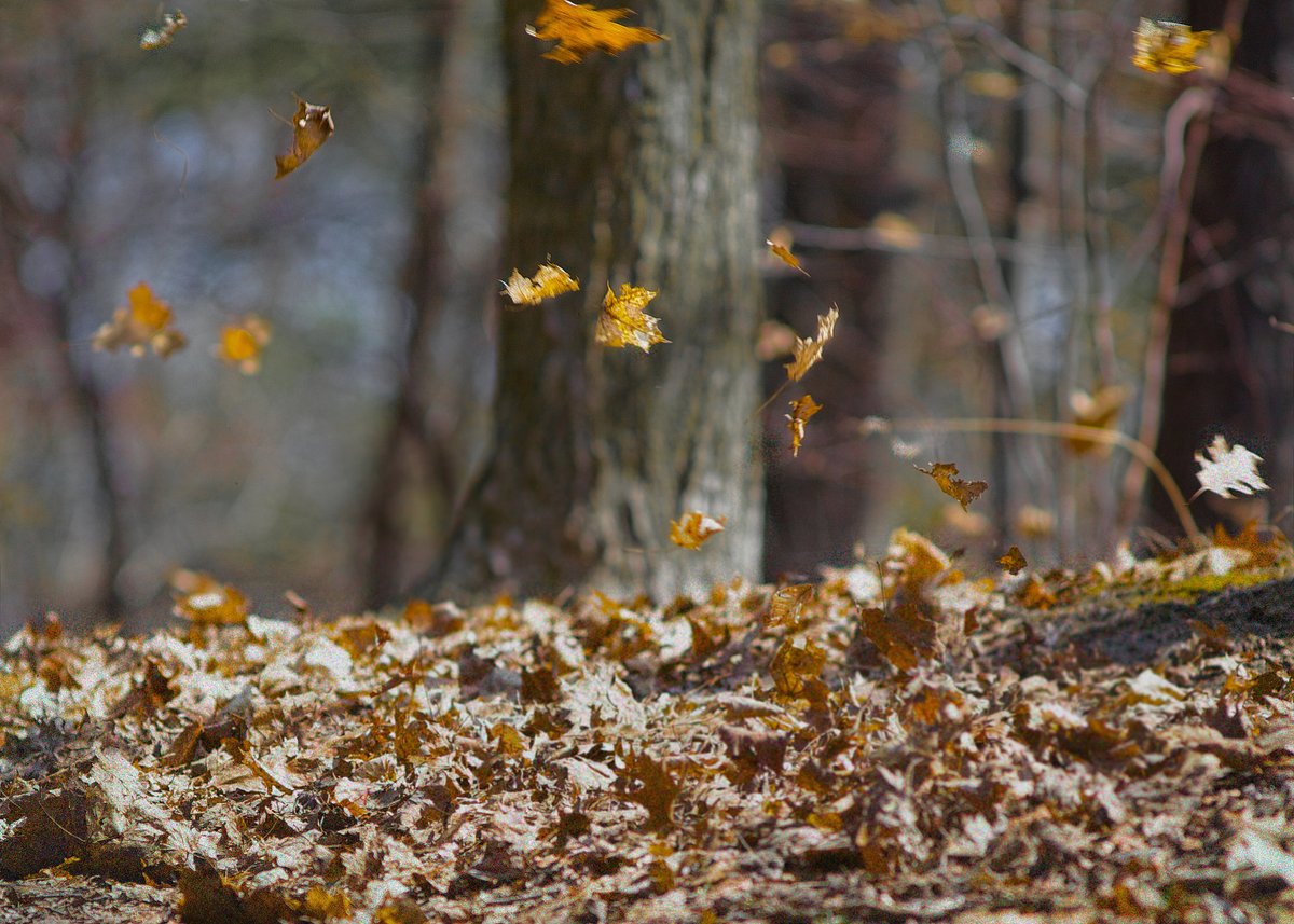 nurul arafah tweet media