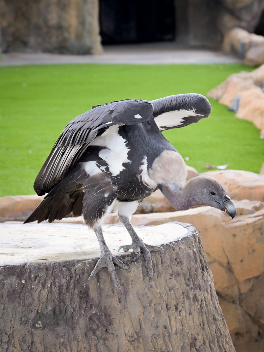 Zoo Miami tweet media