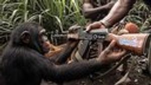 Hapi_pupepo tweet media