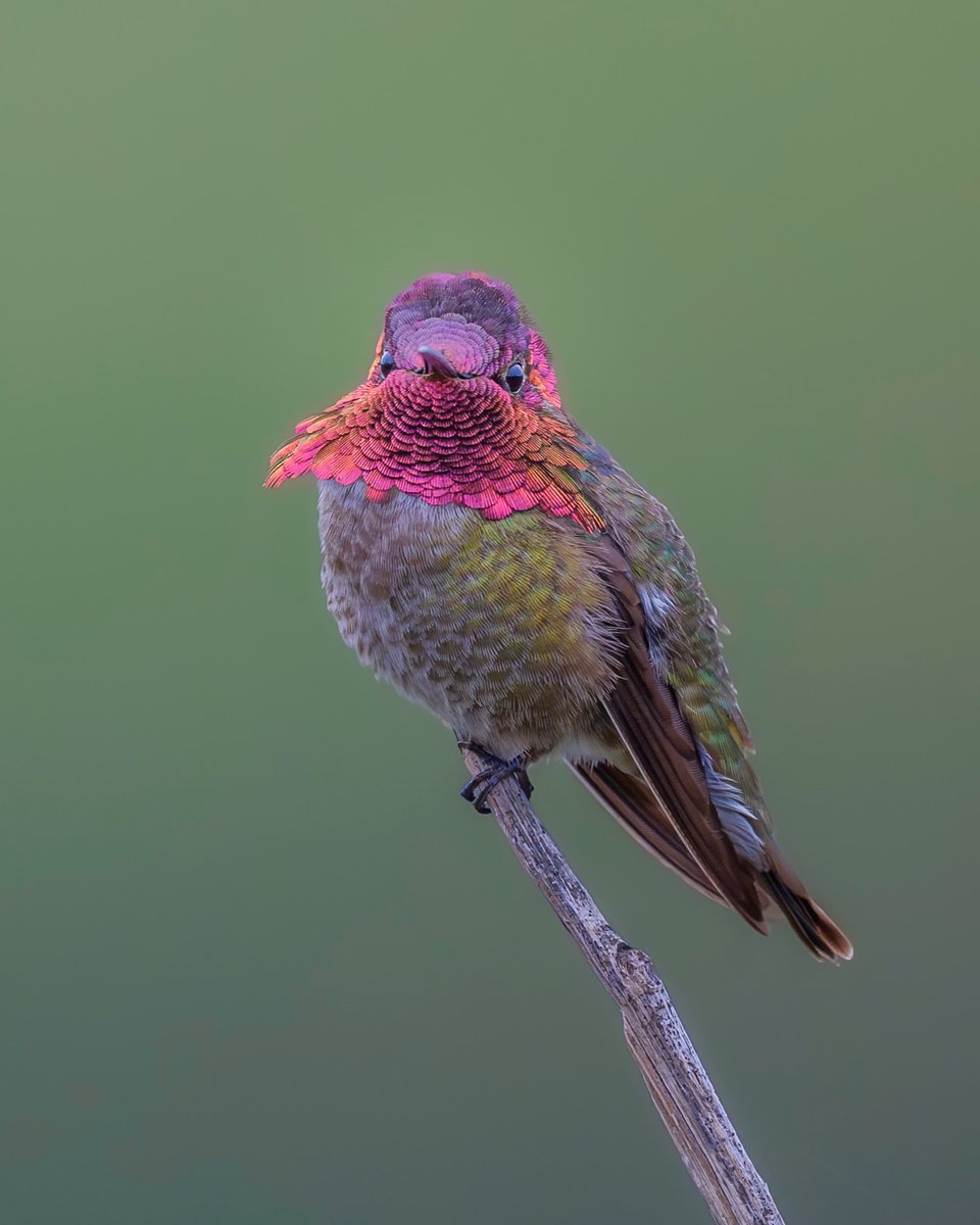 Birds Colour 🕊️ tweet media