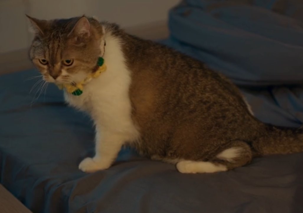 ƶαƶ 🦈🐱 tweet media