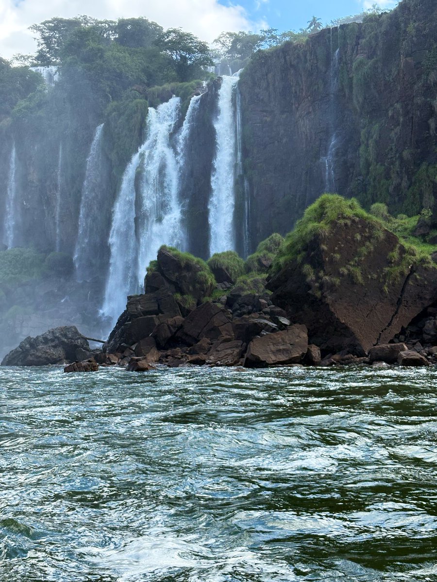 Феерическое тюленеводство tweet media