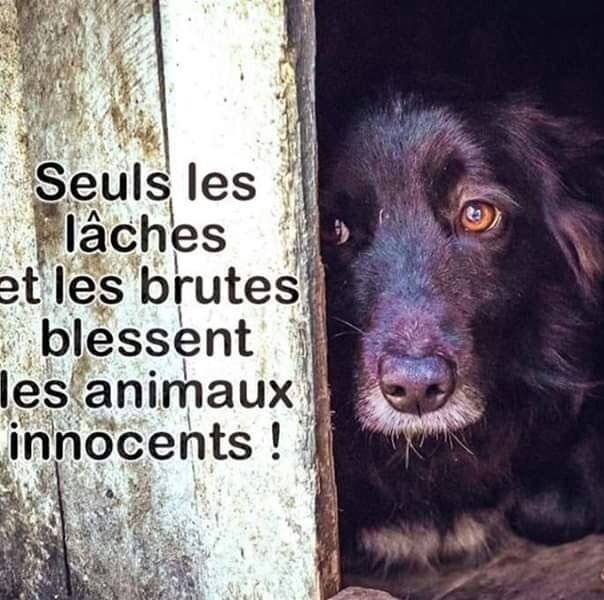 💙🤍❤️Choupie 😸 tweet media