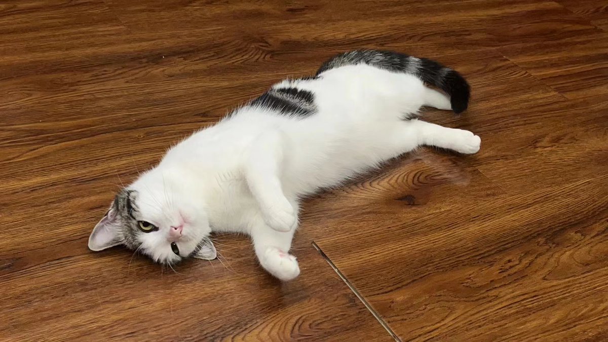 palisher t. Johnson tweet media