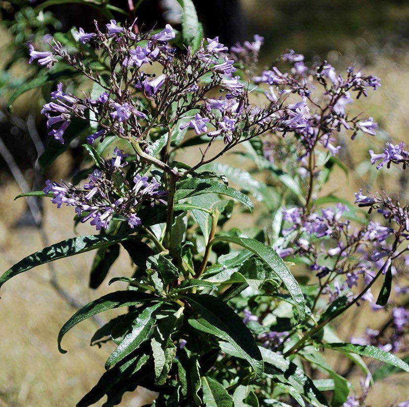 biflusanki's tweet photo. - Eriodictyon ( Yerba Santa )

Yerba santa is known for helping clear mucus and support lung function. It’s commonly used as tea and has a slightly bitter taste, often preferred during colds or chest congestion. https://t.co/TSe5GAZF5n