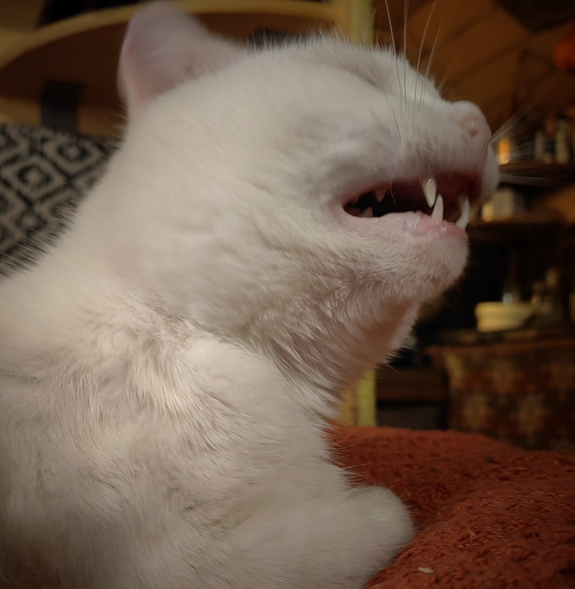 TribeOfMa's tweet image. Good Night, #cats and significant others 🌃🐾🫡✨ #straycats #TNR #adoptdontshop tribeofma.carrd.co