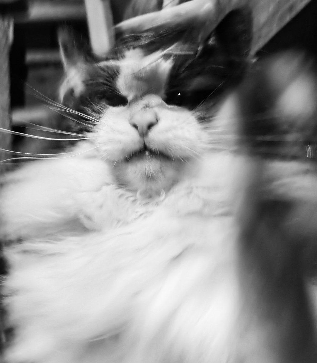 TribeOfMa's tweet image. Good Night, #cats and significant others 🌃🐾🫡✨ #straycats #TNR #adoptdontshop tribeofma.carrd.co