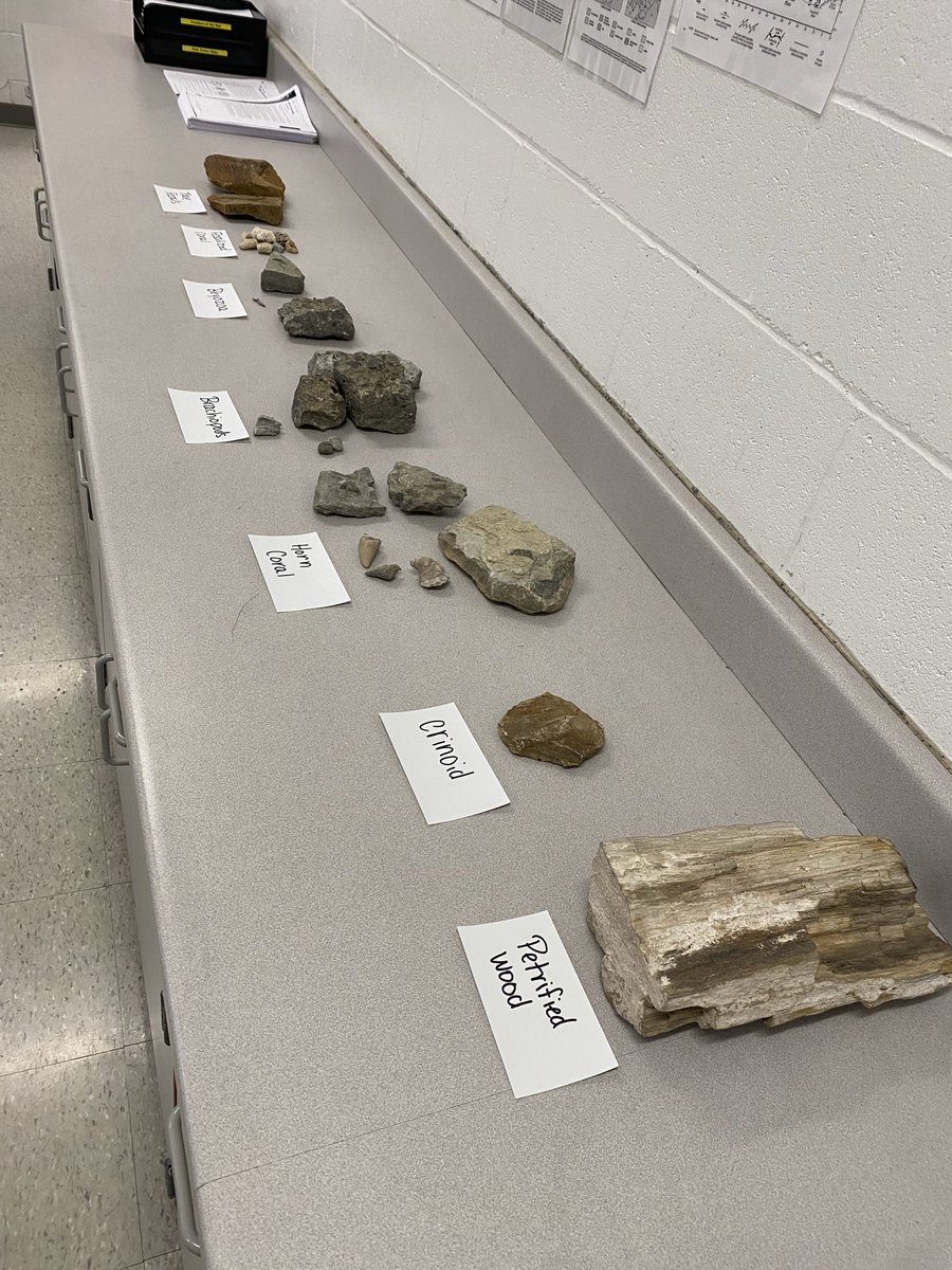 MDickersonSMS's tweet photo. Fossil display as we continue our sedimentary rock unit! Over the next few days we will dive into history of earth and specifically right here in Ohio what happened 408 million years ago. This is a conversation we started with minerals and continuing with sedimentary rocks! https://t.co/0KwTzKY3v9