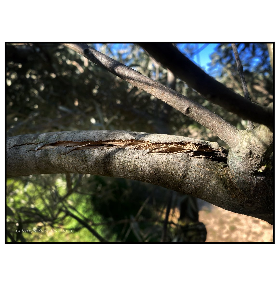 Steve Race tweet media