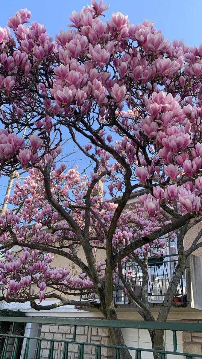 ★彡 JANA 彡★ SOUTHSIDE & APE tweet media