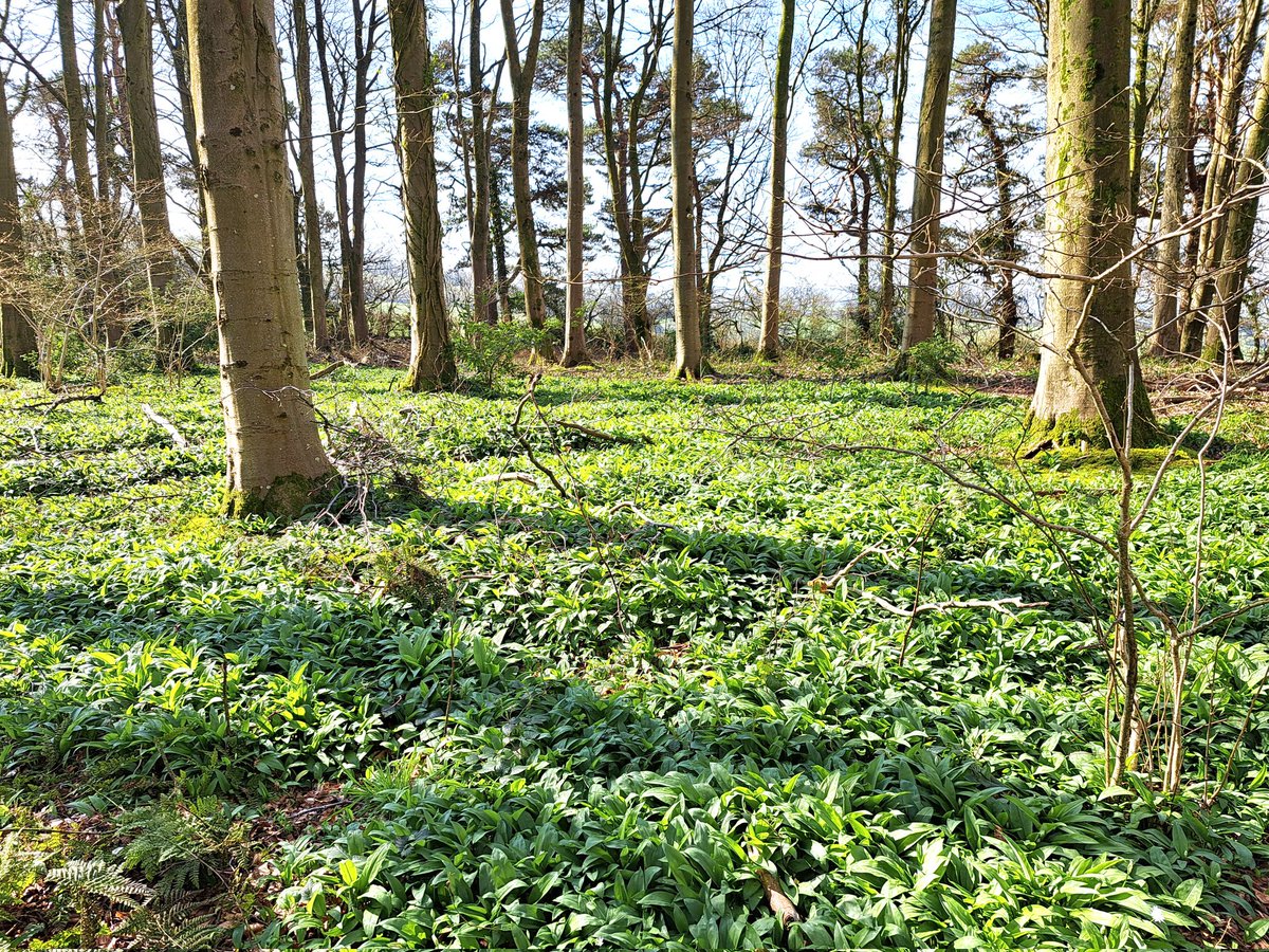 Steven J Beale🚍 tweet media