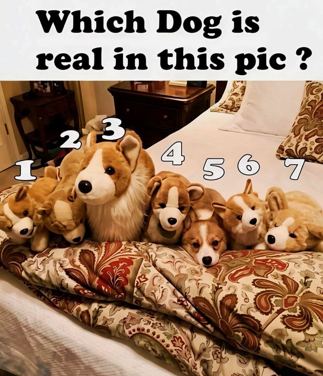 Sadiafatma tweet media