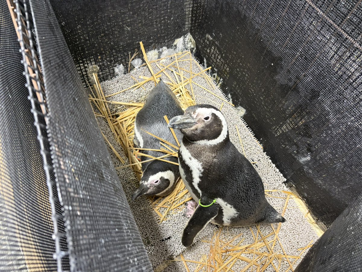 january febuary moss april .𖥔 ݁ ˖ tweet media