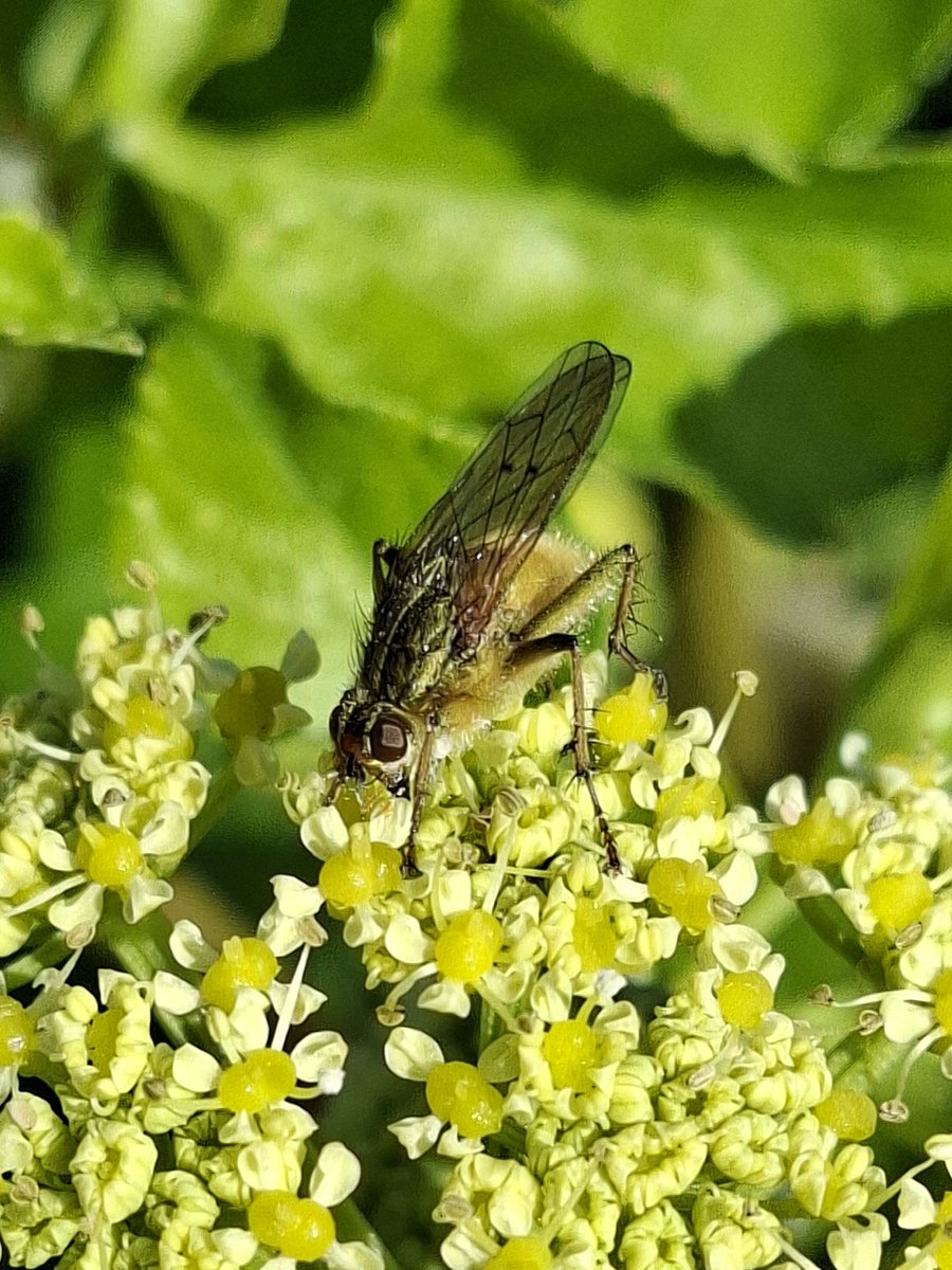 mycathardy's tweet image. A yellow dung fly on alexanders. #flies #insects #wildflowers