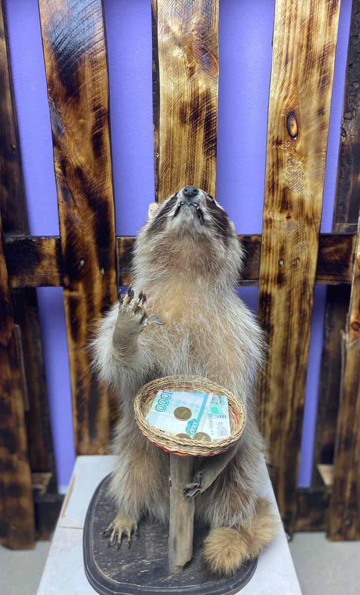 small bear tweet media