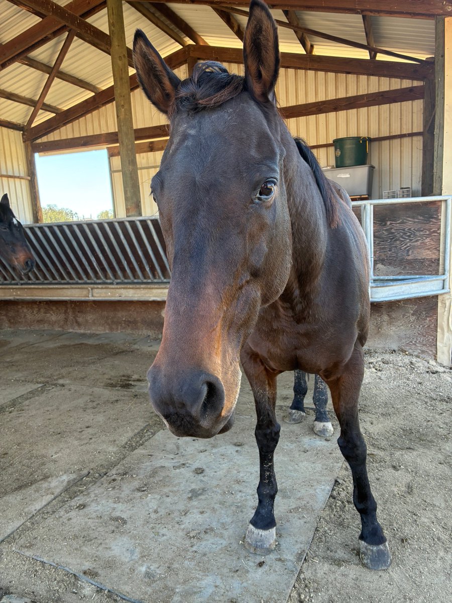 Glorious Alliance tweet media