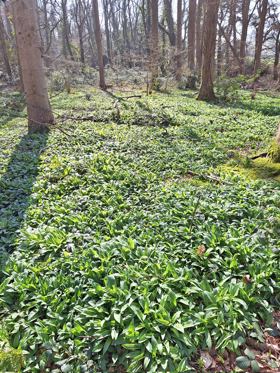 Steven J Beale🚍 tweet media