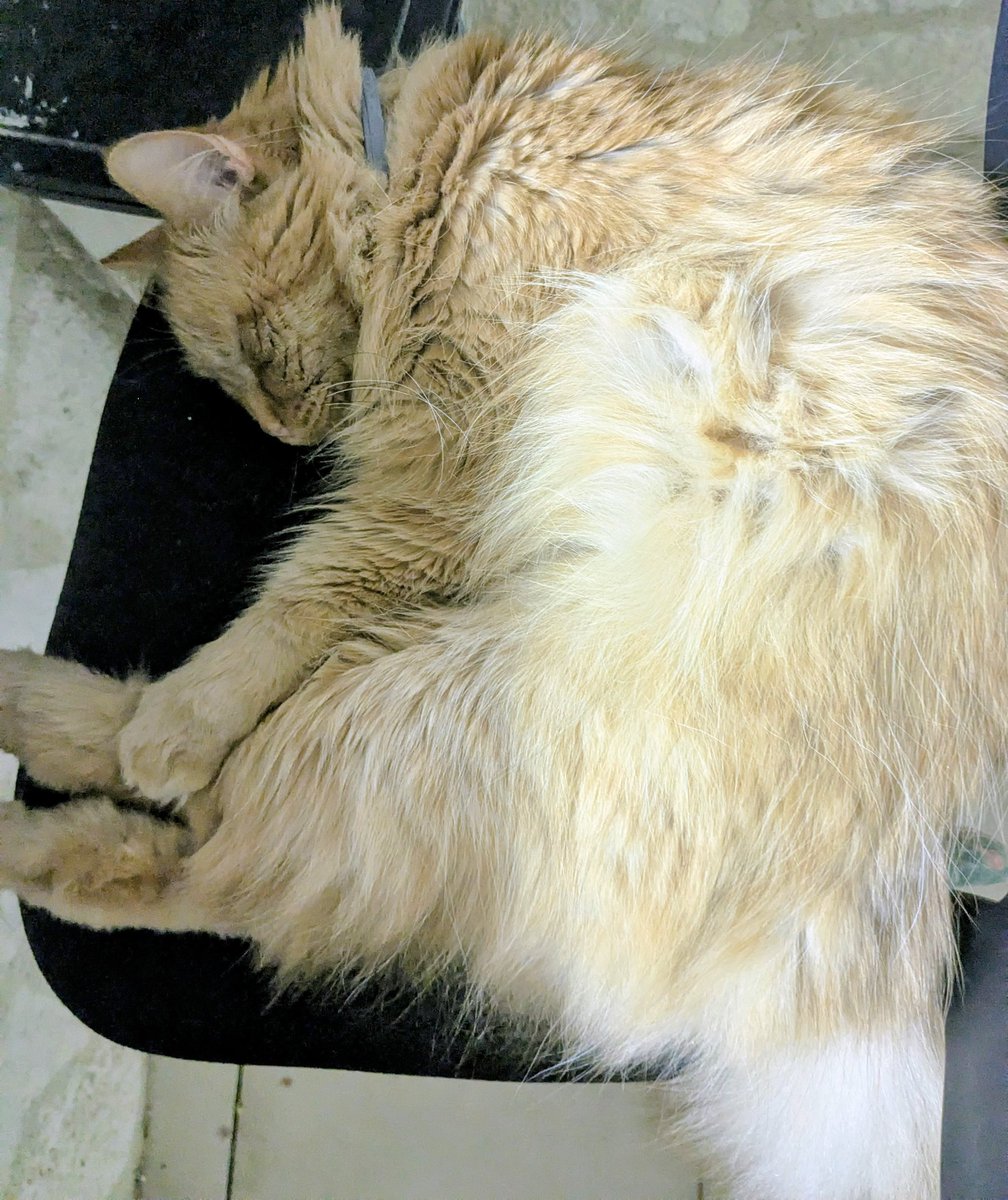 𝑴𝒐𝒛𝒂𝒓𝒕 🐾😻 tweet media